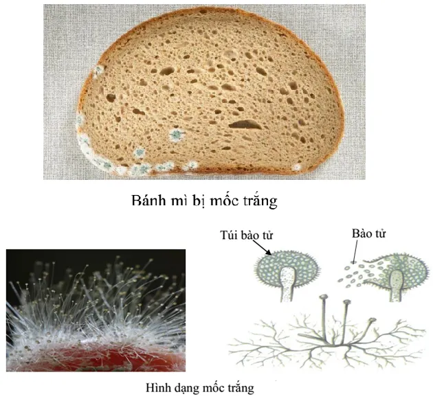Sự khác biệt giữa da lộn được chăm sóc tốt và da lộn bị hư hại do môi trường