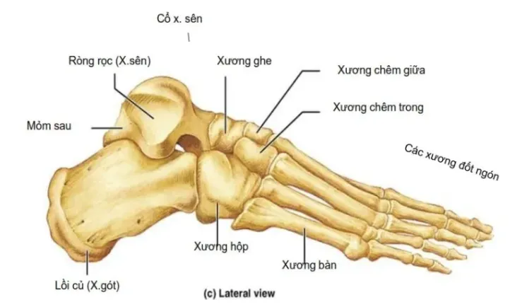 image3485 Sự thay đổi trọng tâm cơ thể khi sử dụng giày có đế cao và dày ảnh hưởng đến độ ổn định của bước đi