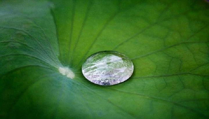 jphjlagy1jgxtzjpftaktxjkfjy2borz4z4jvevr Lớp phủ nano tạo ra hiệu ứng lá sen ngăn chặn nước và chất lỏng thấm vào sợi vải